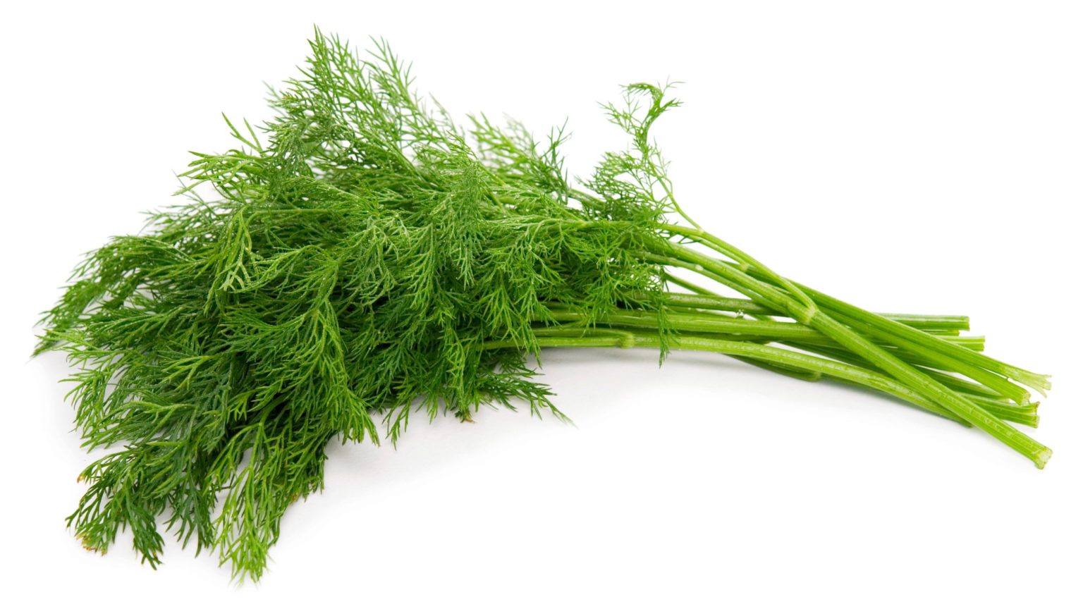 Fresh Dill 100g – The Queen Inn – Dummer