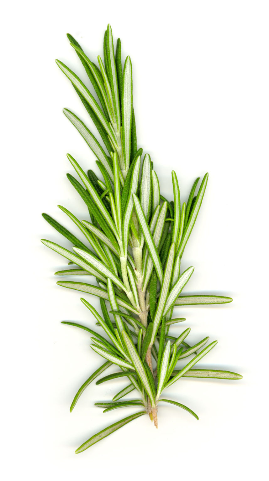 Fresh Rosemary 100g – The Queen Inn – Dummer