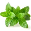 Fresh Mint 100g